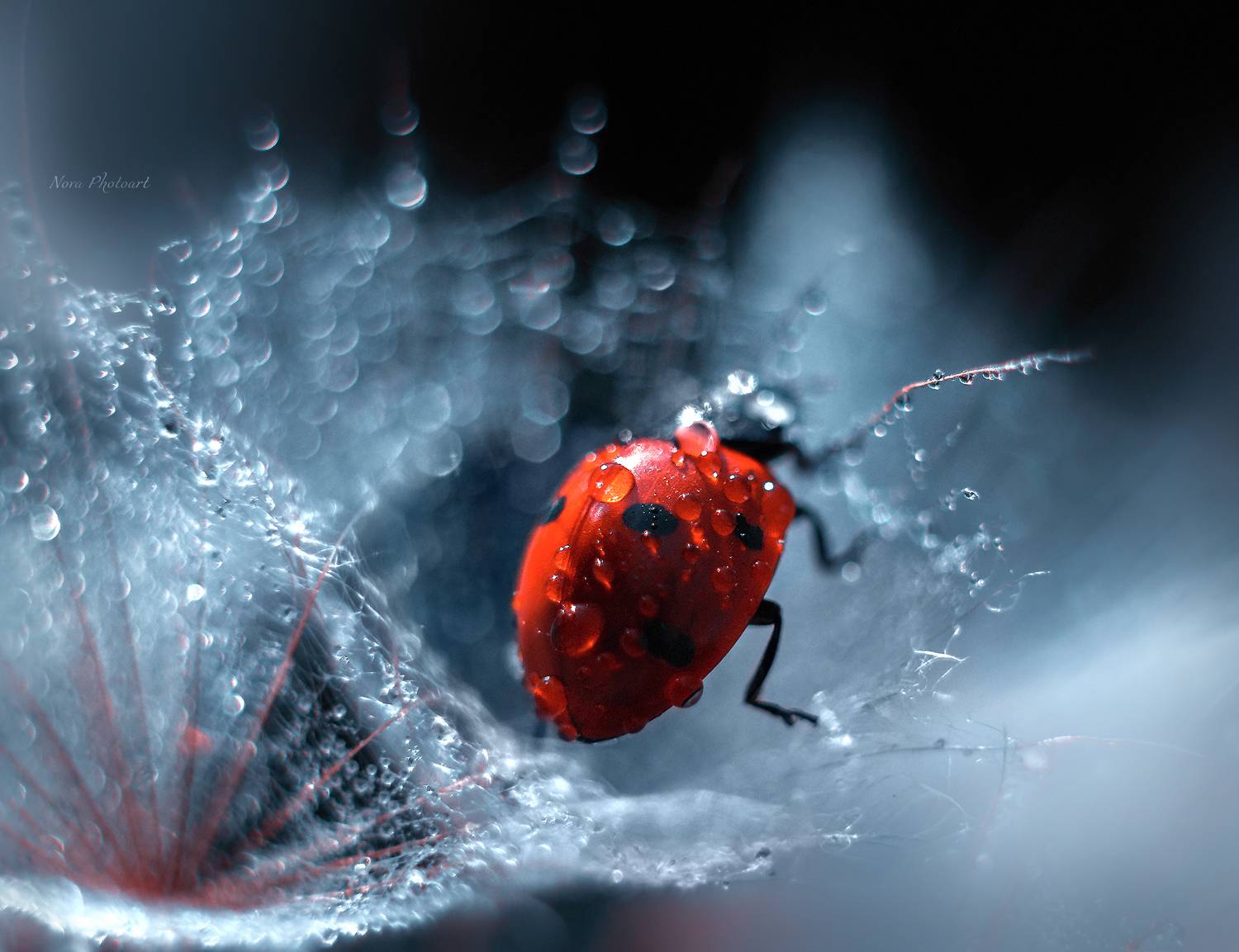 макрофотография, macro, макромир, макросъёмка, фотоприроды, nature, артфото, фотомакро, боке, мануальнаяоптика, макро, макрофото, макросъемка, красота, божьякоровка, капли, роса, свет, Svetlana Smirnova