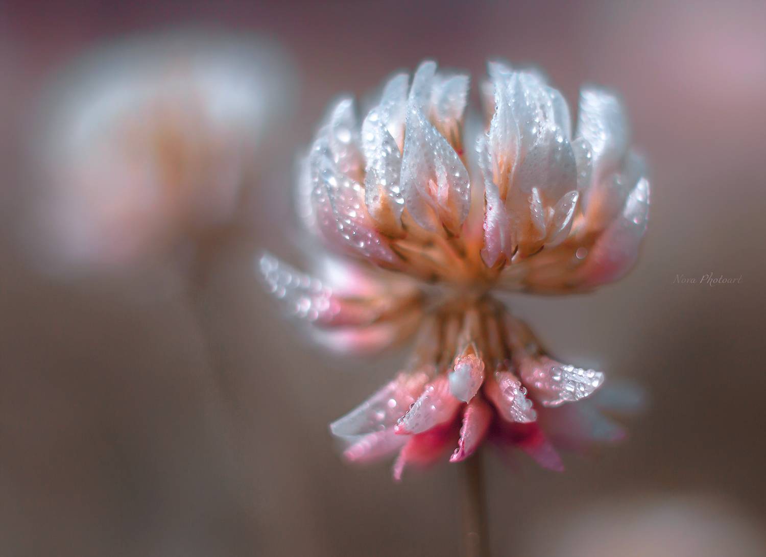макрофотография, macro, макромир, макросъёмка, фотоприроды, nature, артфото, фотомакро, боке, мануальнаяоптика, макро, макрофото, макросъемка, красота, клевер, Svetlana Smirnova