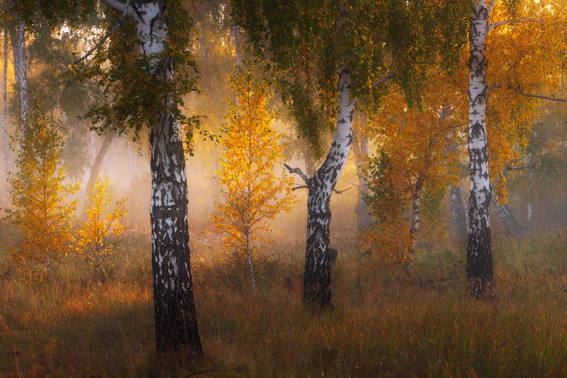 Три сестры фото превью