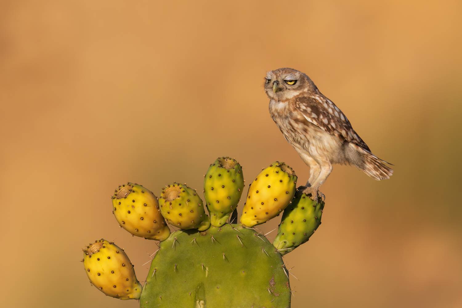 , Фруман Евгений