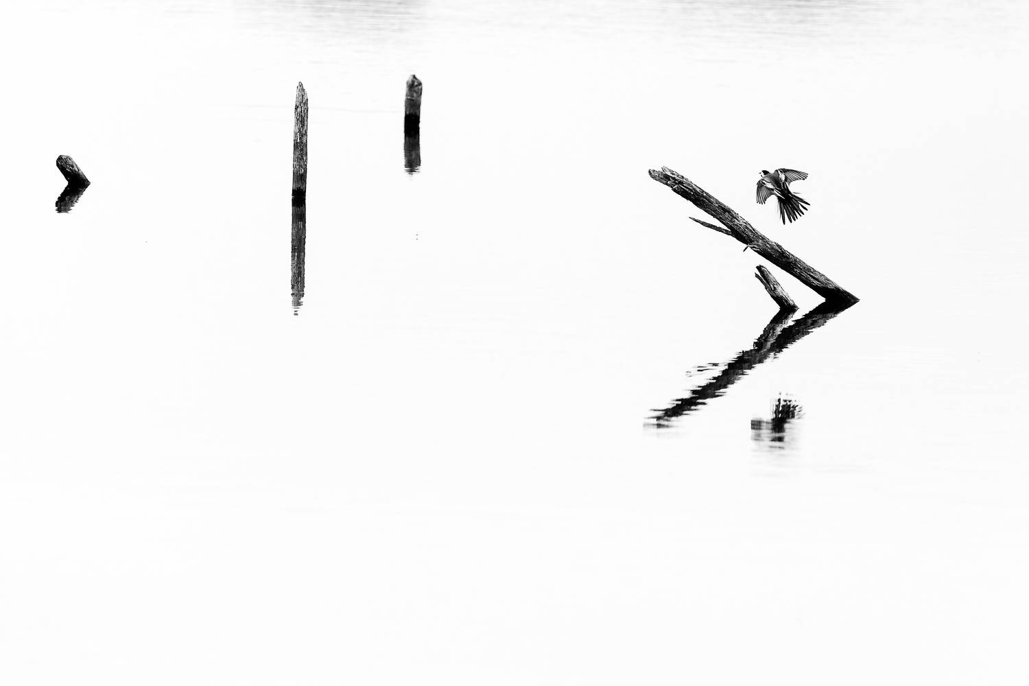 минимализм птица чб, Владислав Никишин