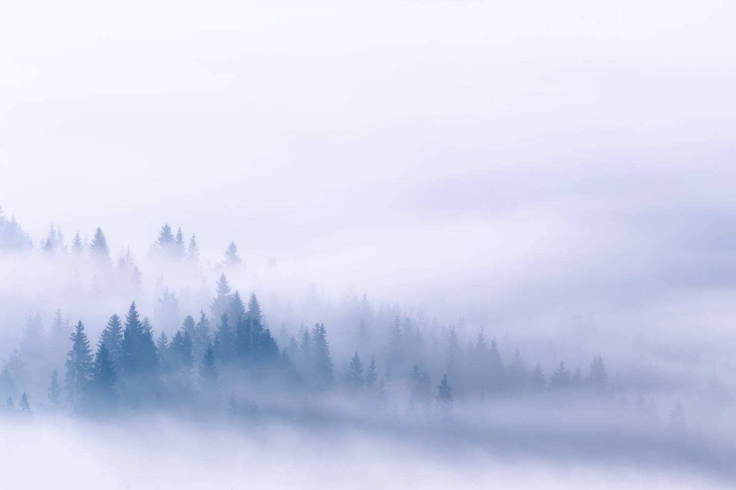 горы, карпаты, лес, осень, рассвет, сентябрь, туман, украина, утро, Вейзе Максим