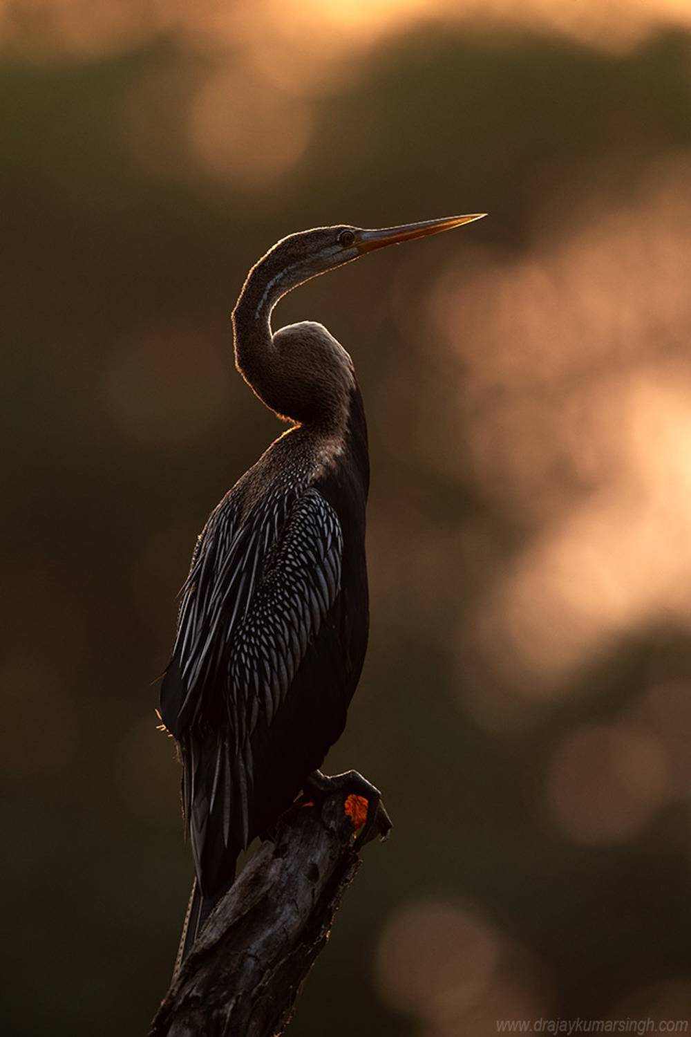 Darter sunset Bharatpur, Dr Ajay Kumar Singh