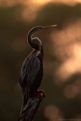 Darter during sunset