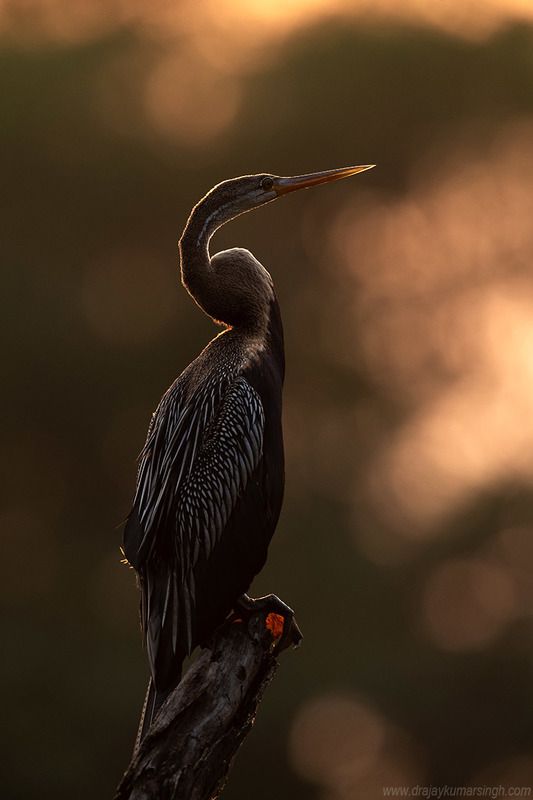 Darter sunset Bharatpur Darter during sunset фото превью