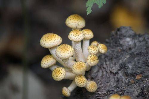 Братцы Опятки