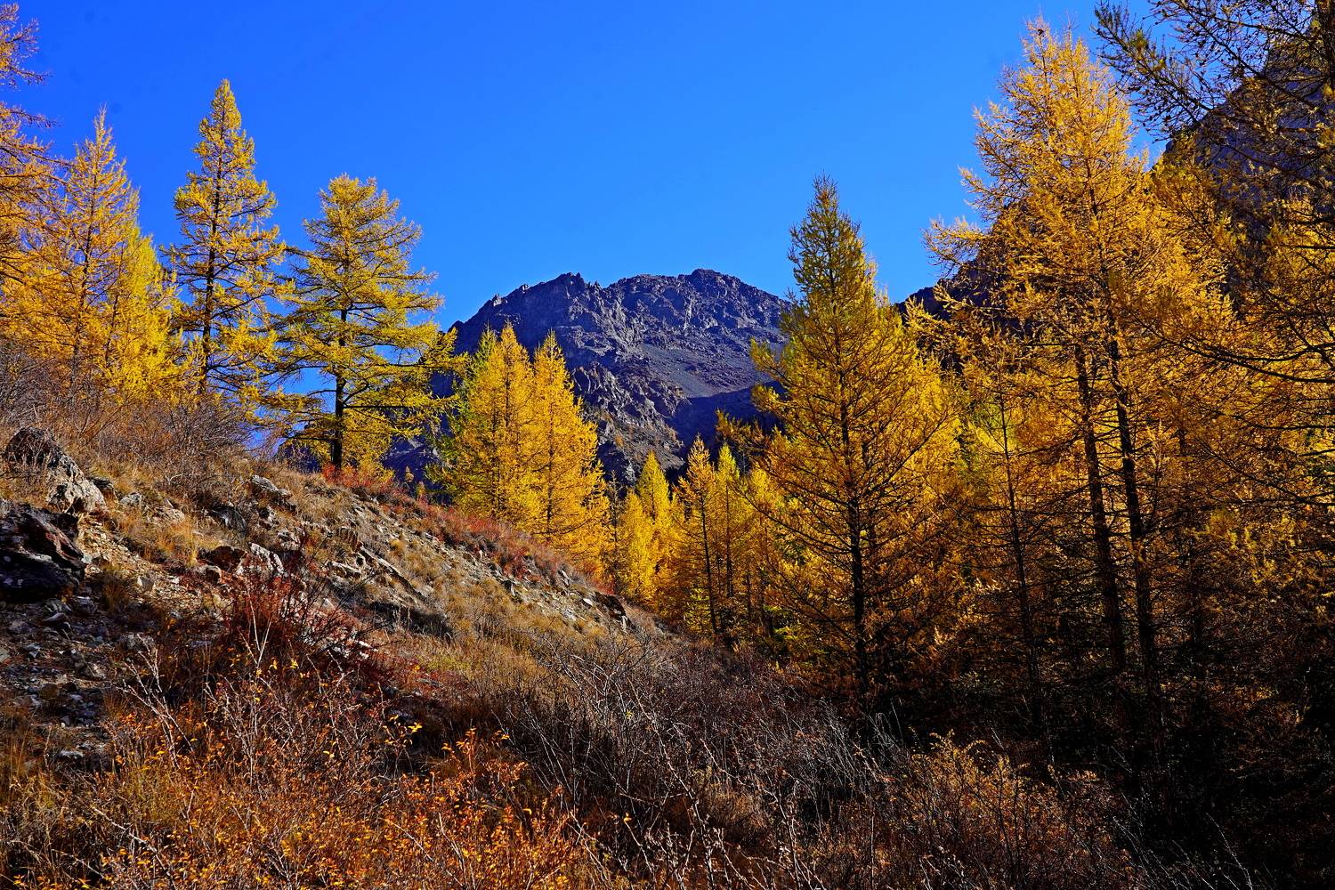Алтай, Сибирь, Россия, Andrey Politov