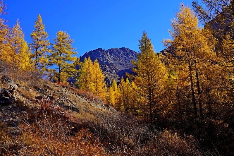Алтай, Сибирь, Россия  фото превью