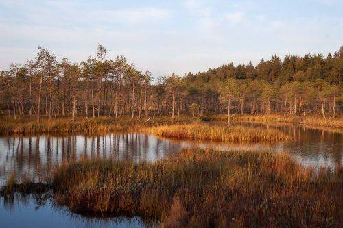 Рассвет на болотах
