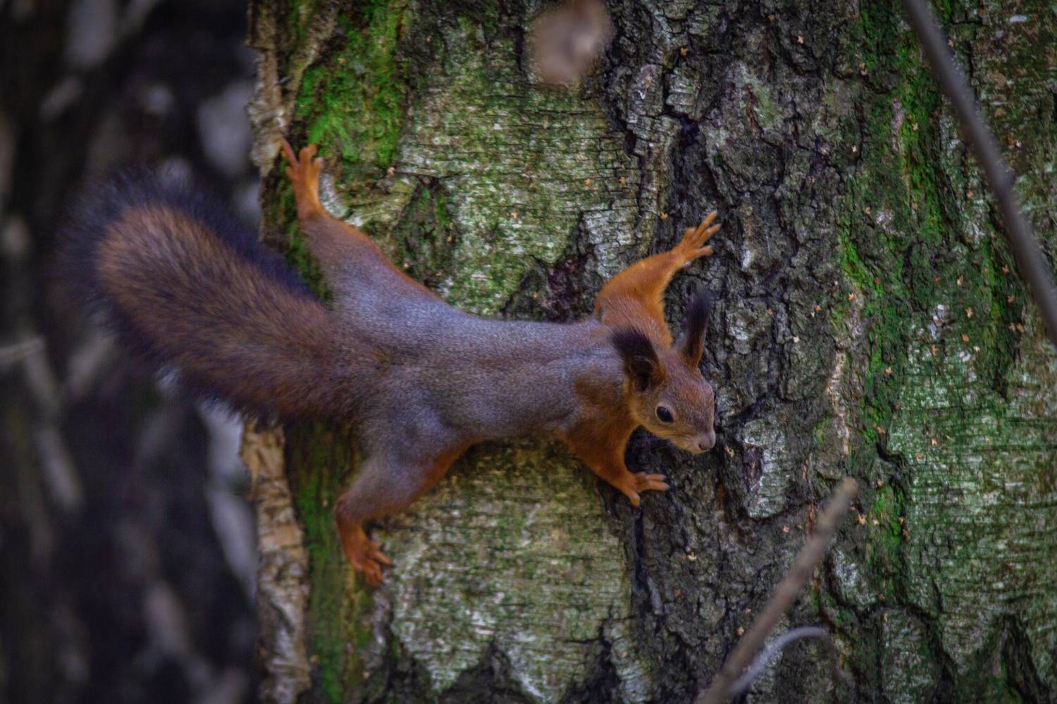 , Сергей Фаренюк