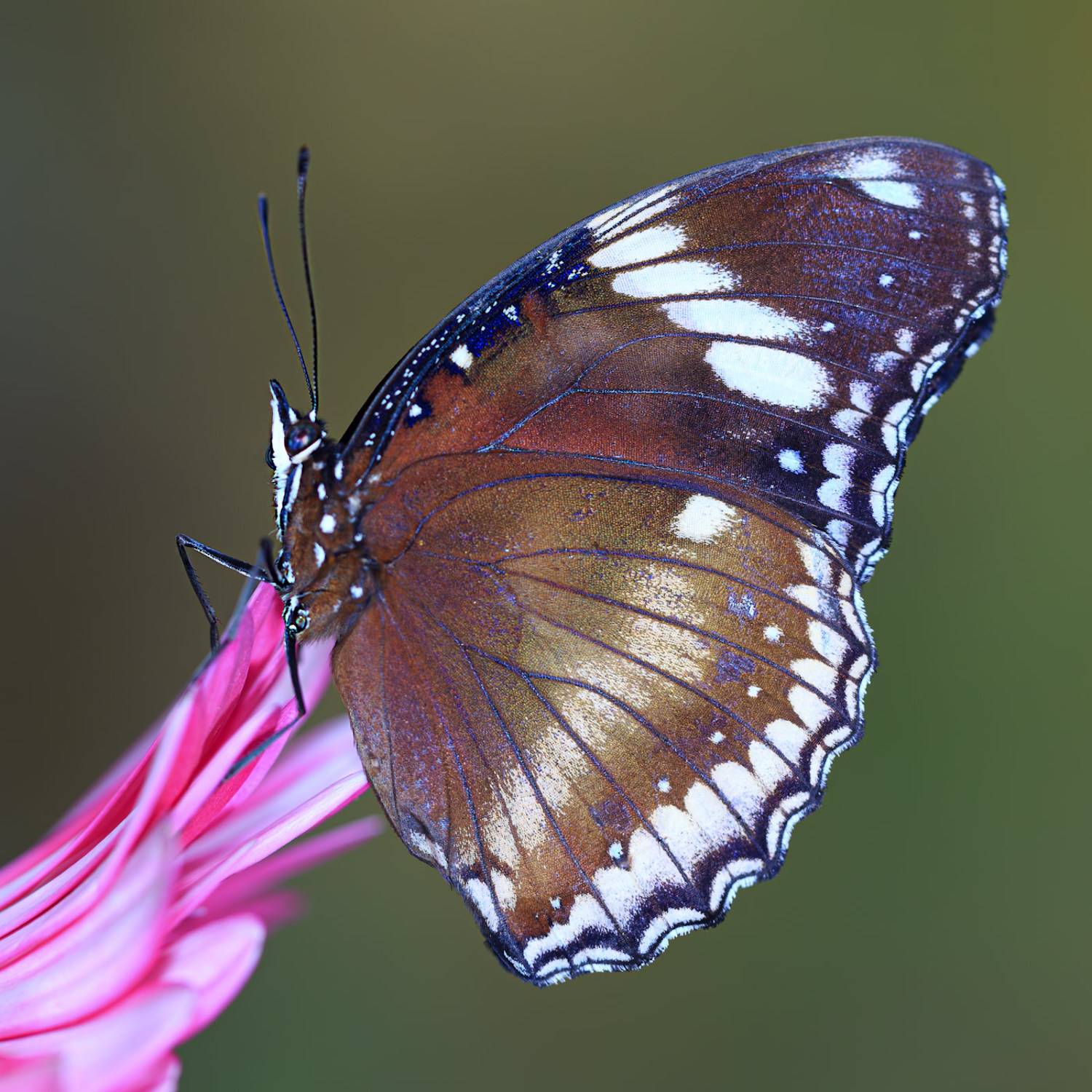 насекомые, бабочка, нимфалида, тропическая, лунная, Борис Новиков