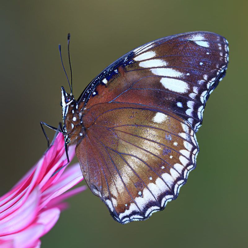 насекомые, бабочка, нимфалида, тропическая, лунная * * * фото превью