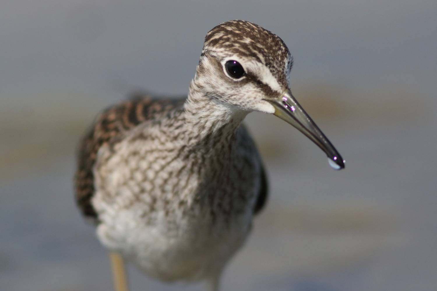 животные, природа, дикая природа, птицы, анималистика, самара, кулики, фифи, Владимир Шебаршенко