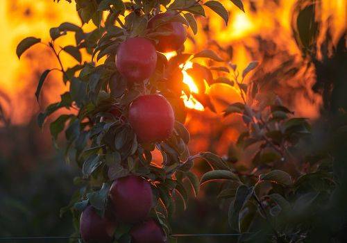 Октябрь в яблоневом саду