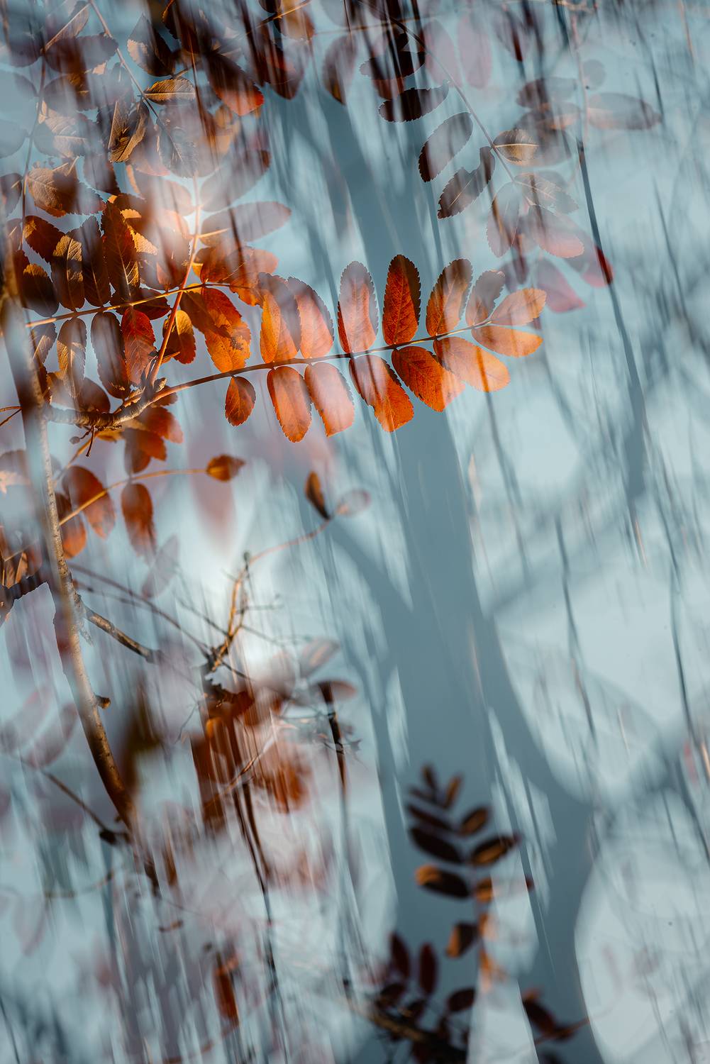 осень, природа, арт, мультиэкспозиция, Неля Рачкова