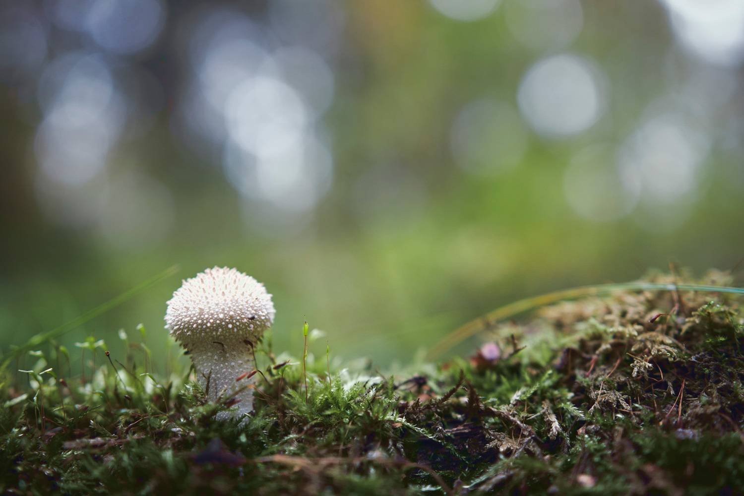 гриб, лес, Валерий Вождаев