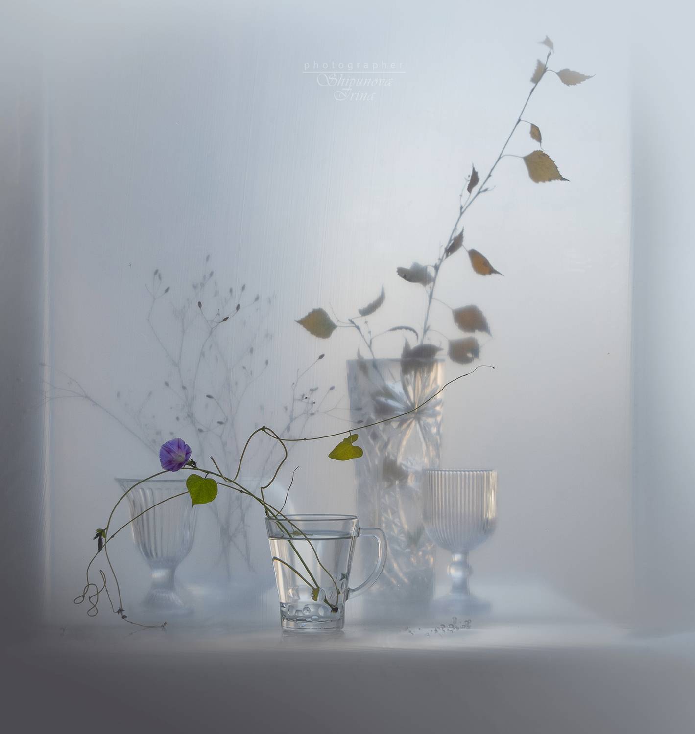 , Ирина Шипунова