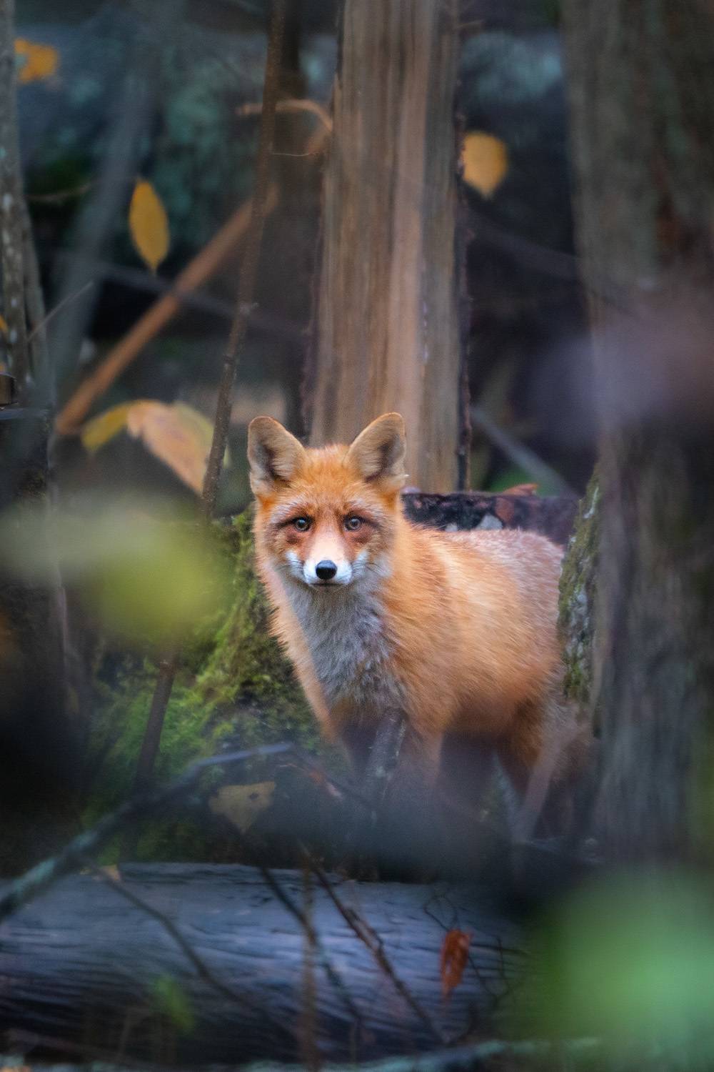 , Тябин Владислав
