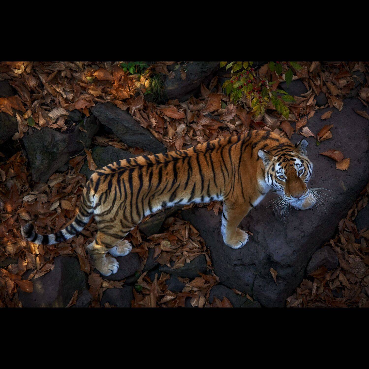 тигр, осень, приморье, россия, приморский край, море, японское море, закат, кекур, природа, пейзаж, Ivan A. Godovikov