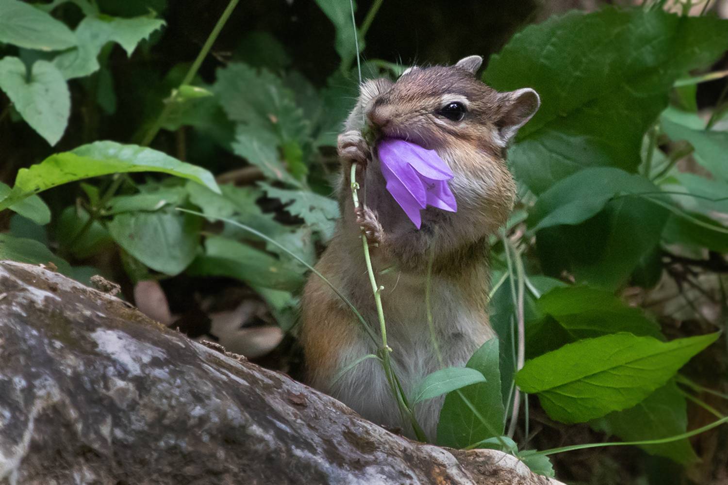 бурундук, еда, цветок, Сытина Наталия