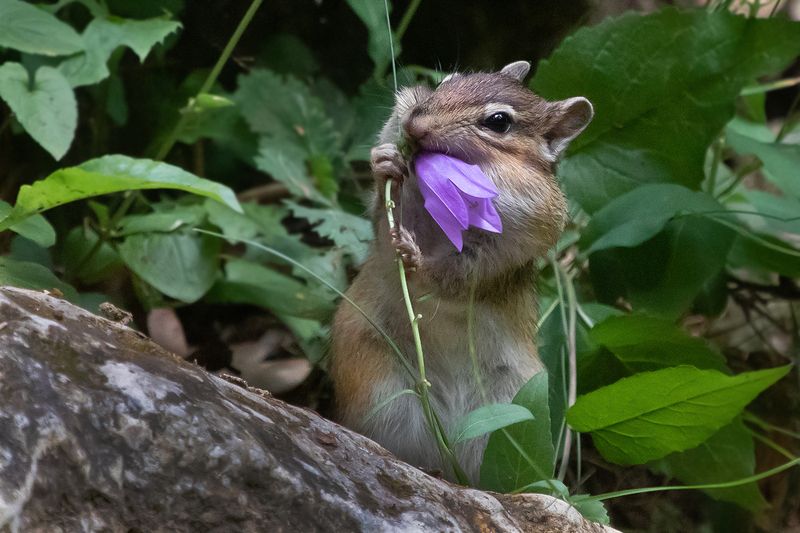 бурундук, еда, цветок Последний цветочек фото превью