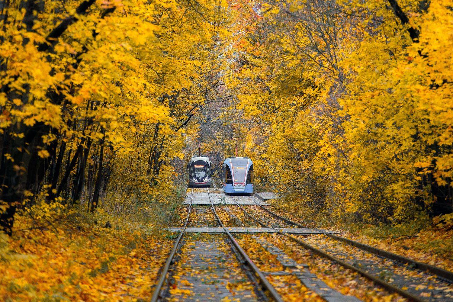 трамвай, сокольники, парк, осень, Москва, Кочкин Владимир