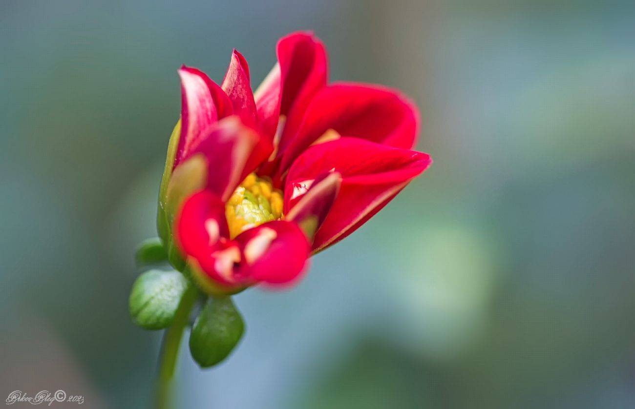 , Орлов Олег