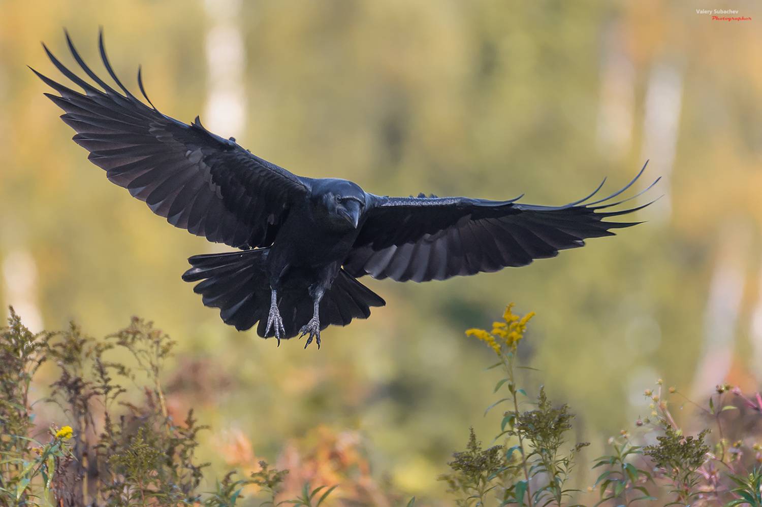 , Валерий Субачев
