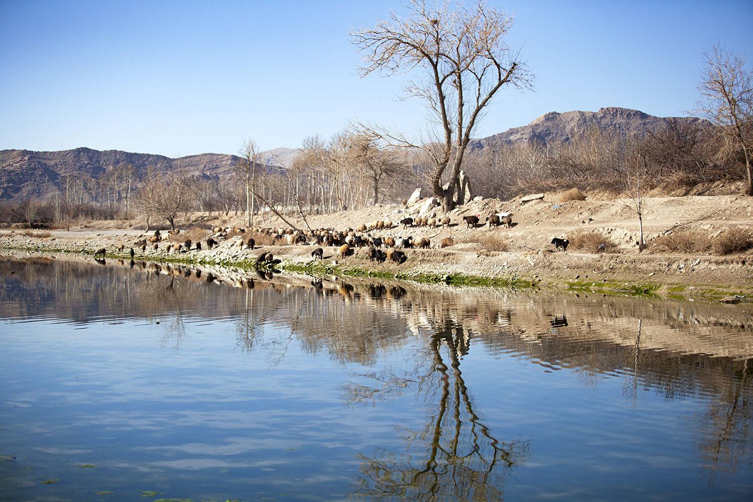 , mehdi karimi souderjani