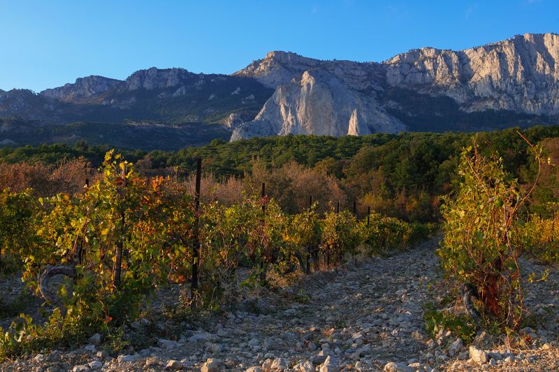 Autumn vineyard.Crimean mountains. фото превью