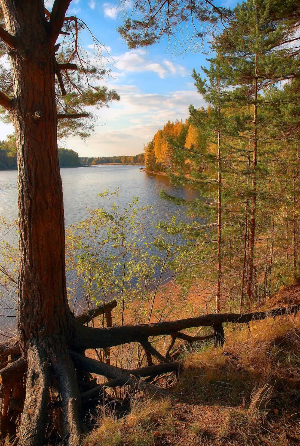 осень, сёбла, берег, октябрь, Сергей Аникин
