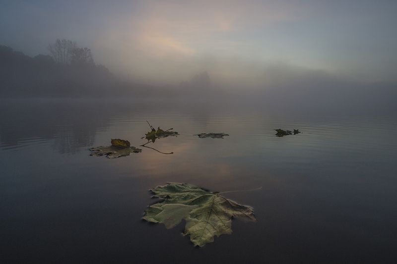 Клёны листья роняют опять фото превью
