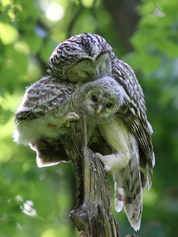 животные, дикая природа, природа, птицы, неясыти, длиннохвостая неясыть, анималистика, самарская область Мать и дитя фото превью