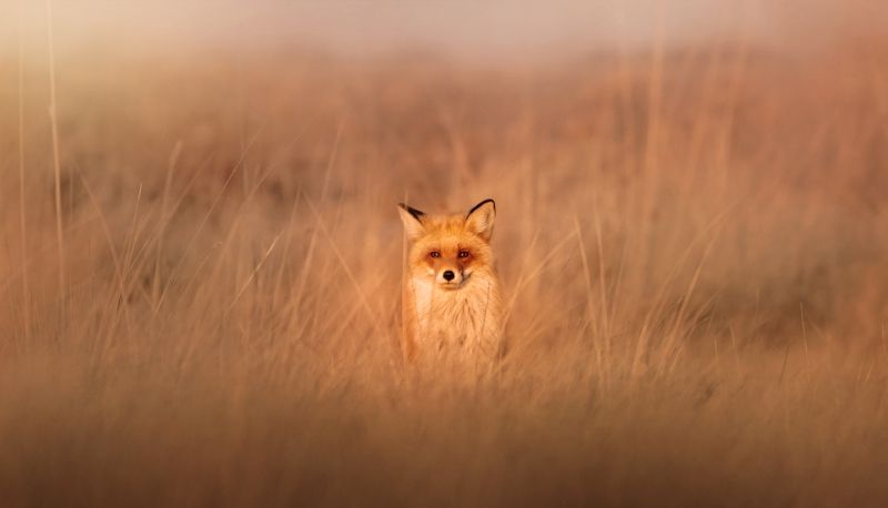 Лиса на охоте фото превью