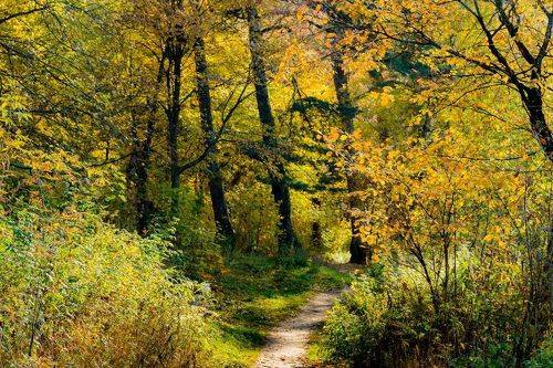 Тропинки в осеннем лесу