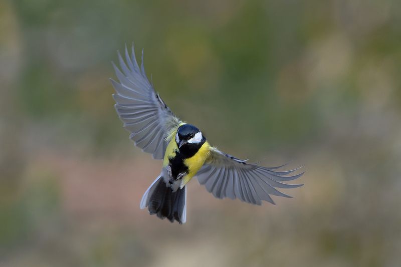 Большая синица фото превью