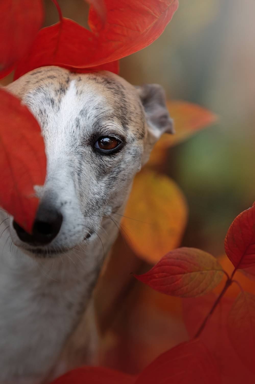 , Светлана Писарева