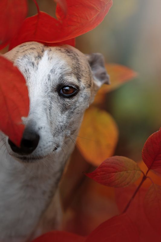 Осень фото превью