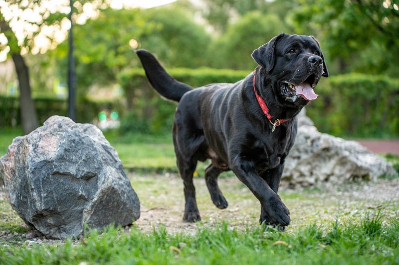 собака, лабрадор Лабрадор Ричи фото превью
