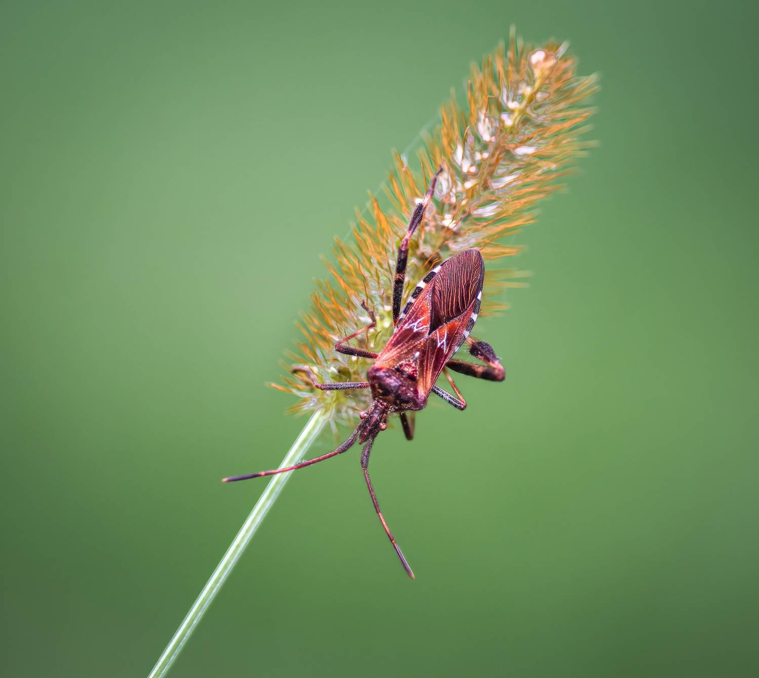 insect, beetle, bug, bugs, leaf, grass, macro, spring, love,, Atul Saluja