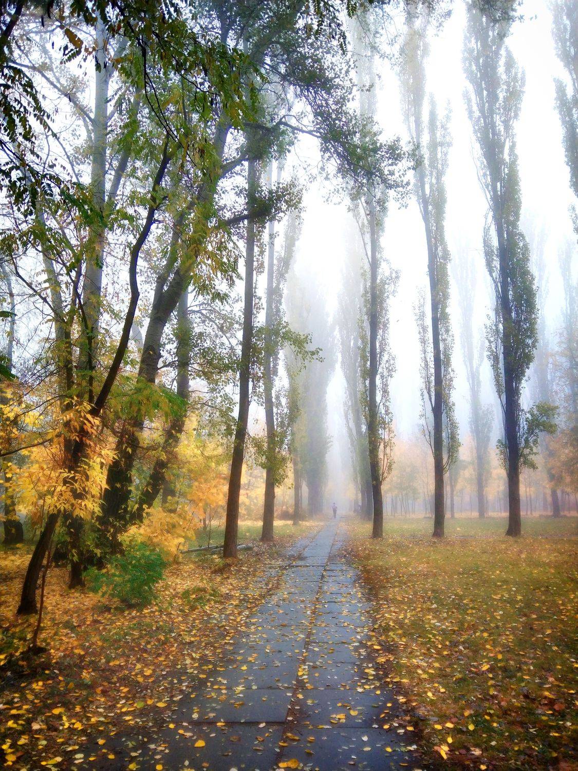 ,  Александр