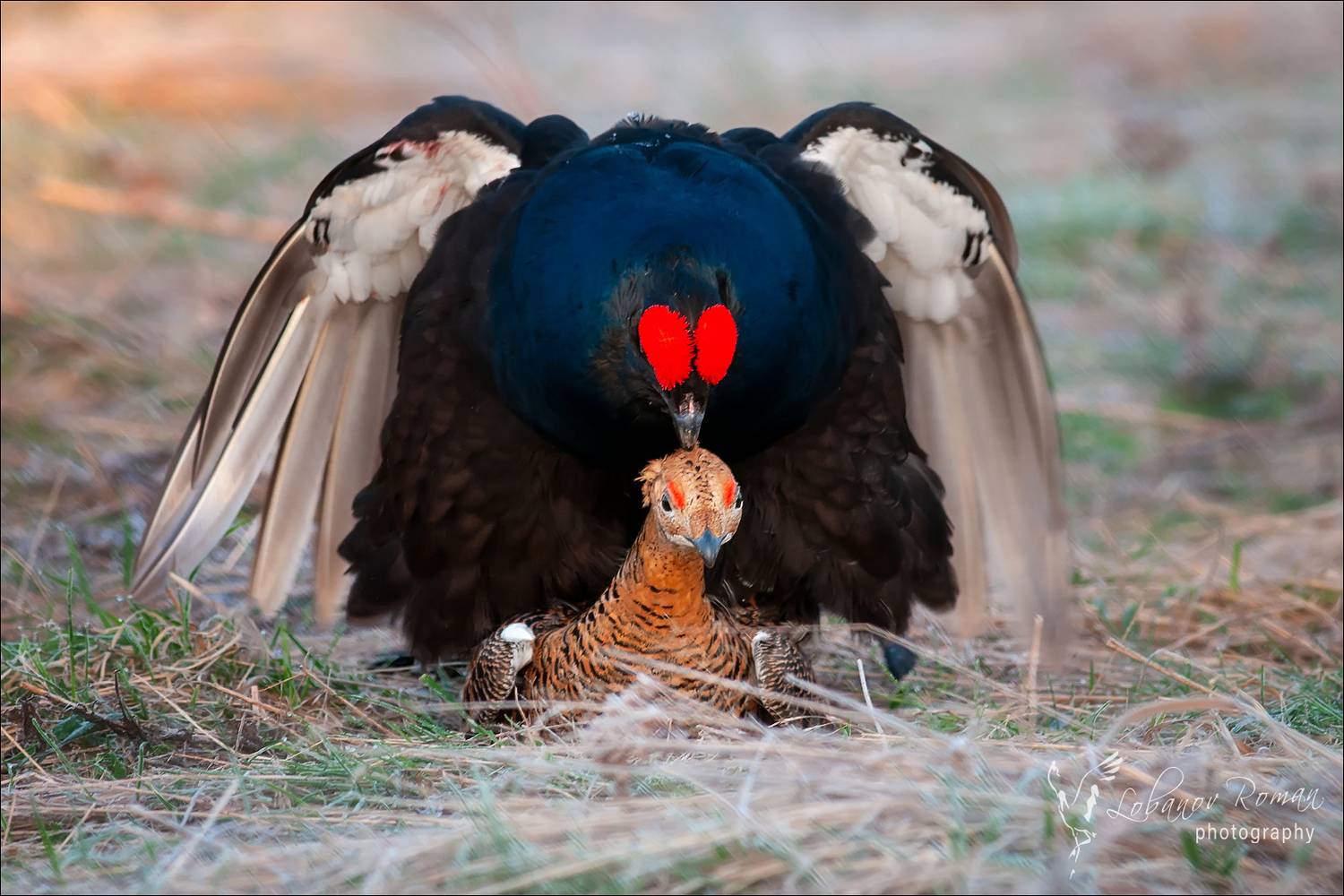 , Лобанов Роман