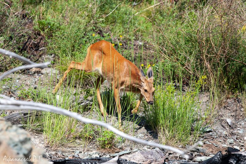 косуля, животные Серия сибирских косуль фото превью