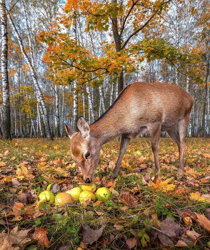Лакомство для оленей