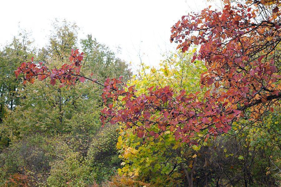 парк, осень, листва, ветви, Бекетова Ольга