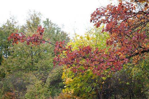 В осеннем парке