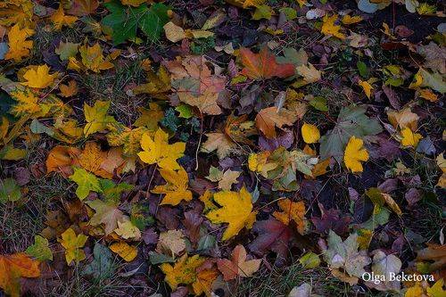 Пестрый ковер