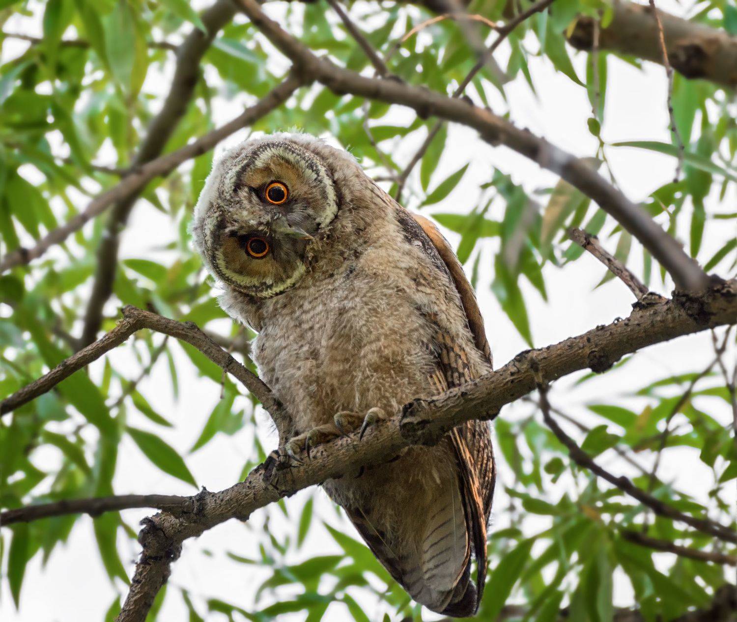 птица, сова ушастая, слёток, лес,, Марина Мочалова