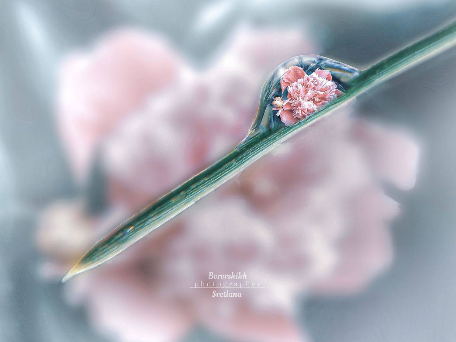 макро,  макро на телефон, macro, macro lens, капля, отражение, отражение в капле, Светлана Боровских