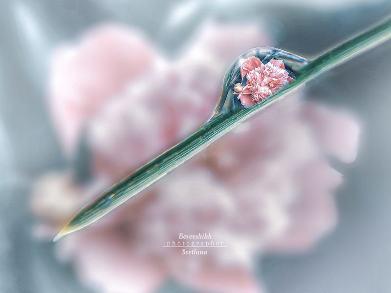 макро,  макро на телефон, macro, macro lens, капля, отражение, отражение в капле Отражение фото превью